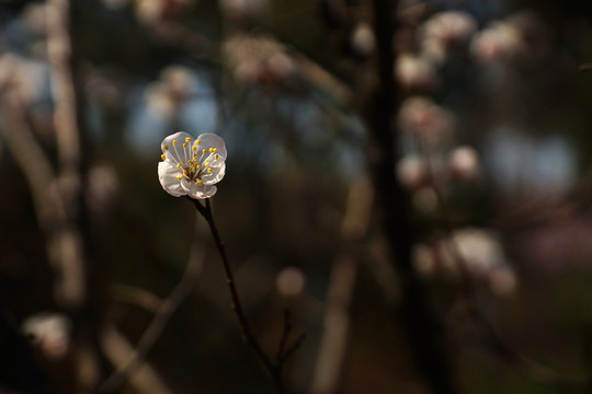 櫻花