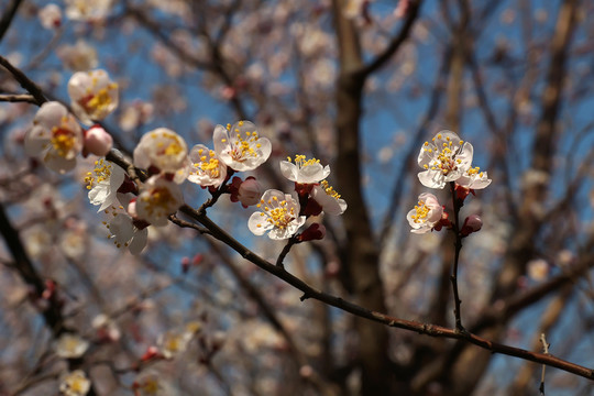 櫻花