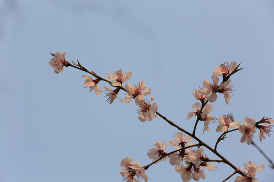玉淵潭櫻花