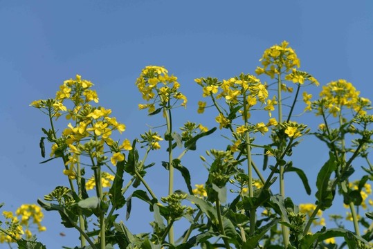 仰拍油菜花