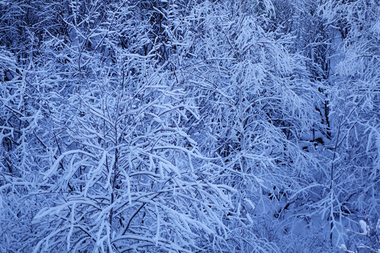 森林之雪