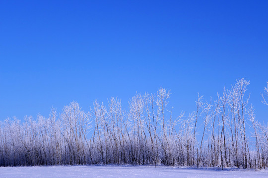 雪原樹林