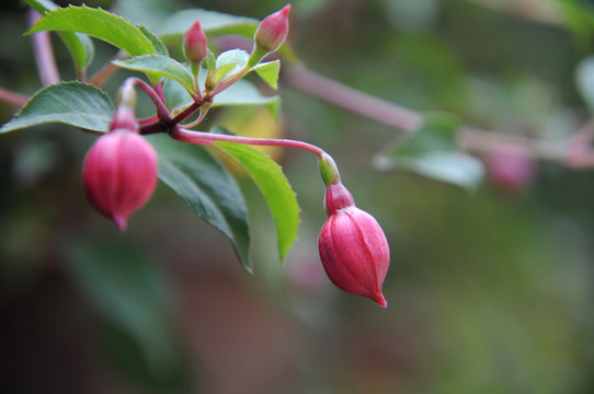 燈籠花