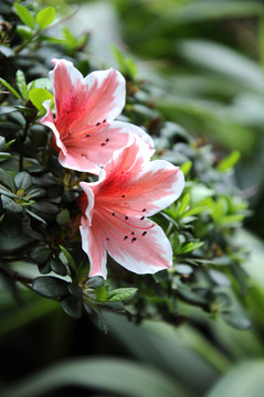 杜鵑花