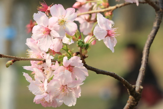櫻花