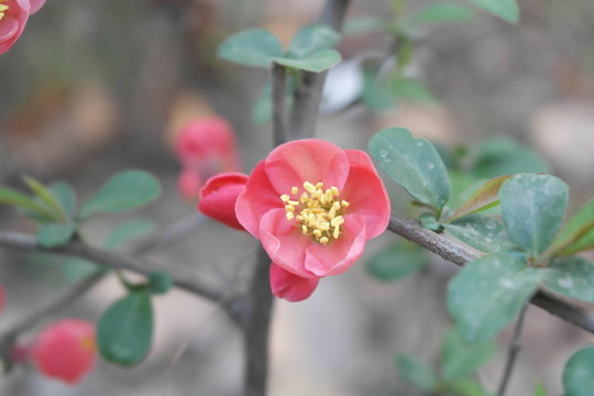 綠葉紅花