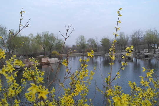 迎春花