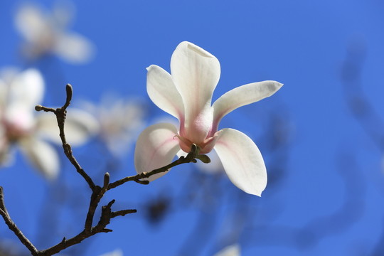 玉蘭花