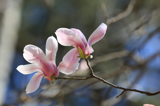 玉蘭花