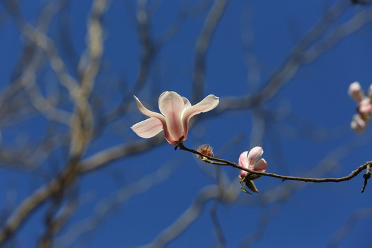 玉蘭花