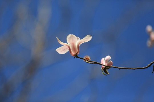 玉蘭花