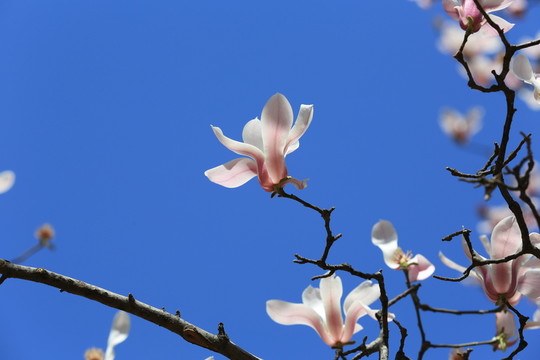 玉蘭花