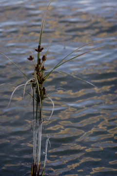 水草