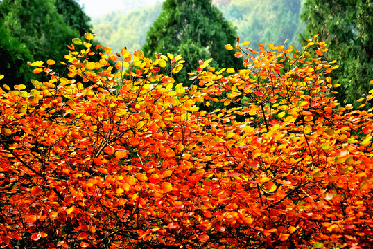 秋日紅櫨樹(shù)葉