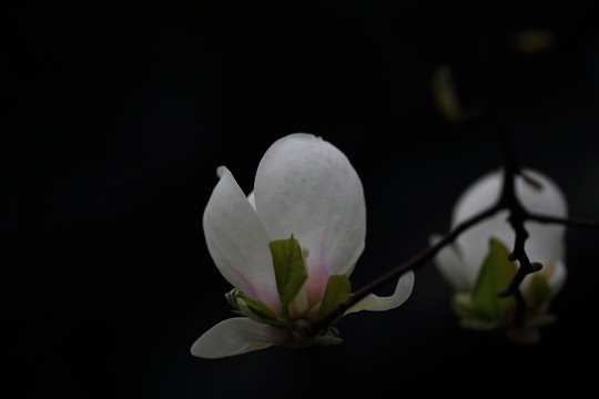 玉蘭