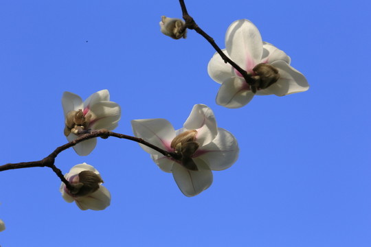 玉蘭花