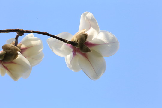 玉蘭花