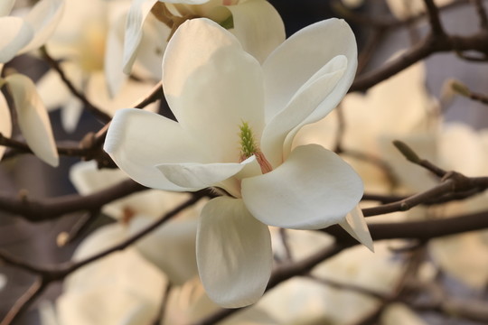 玉蘭花