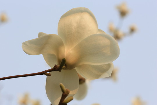 玉蘭花