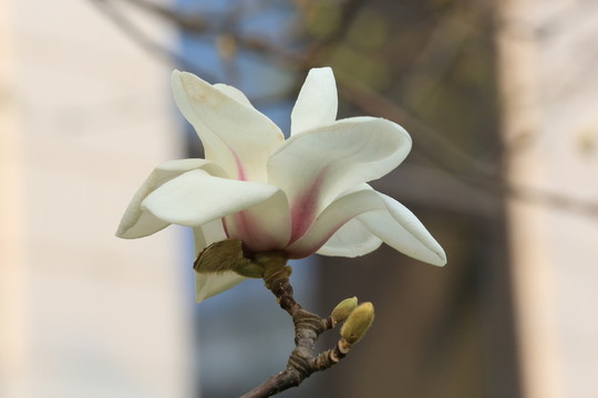 玉蘭花