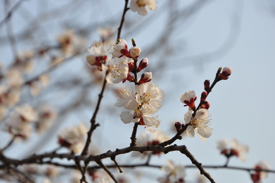 杏花