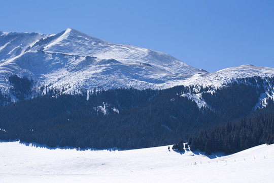 天山雪景 森林