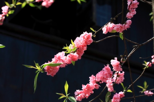 桃花 花枝 花朵 上海 朱家角