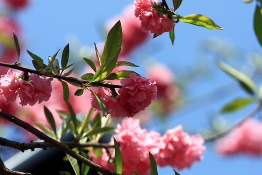 桃花 花枝 花朵 上海 朱家角