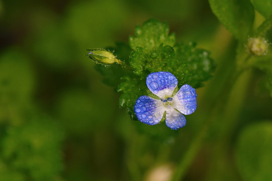 花