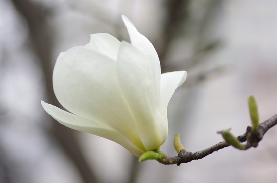 一朵綻放的白玉蘭花
