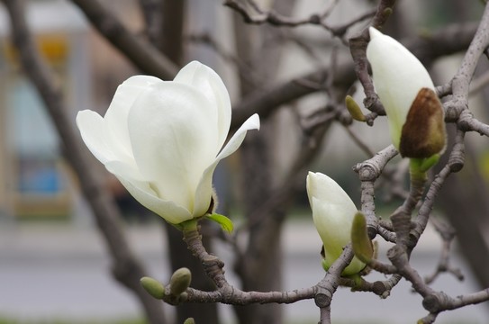 綻放的 白玉蘭