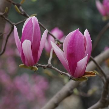 兩朵紫色玉蘭花
