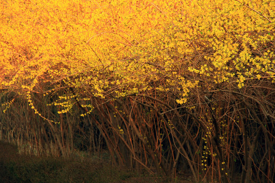 迎春花開