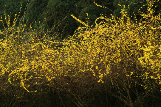 迎春花開