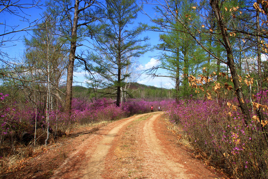 開滿杜鵑花的山路