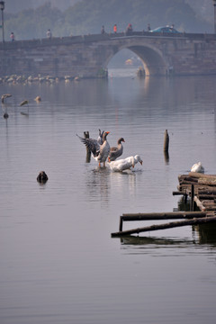 西湖 天鵝 早晨 動物 秋 鳥