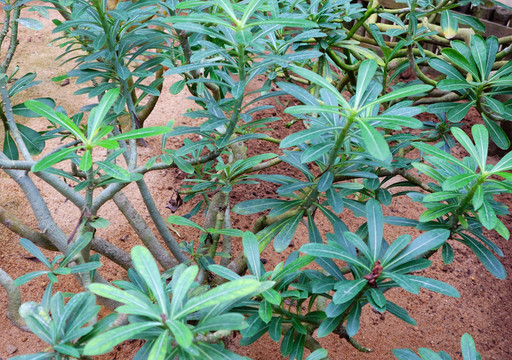 沙漠玫瑰