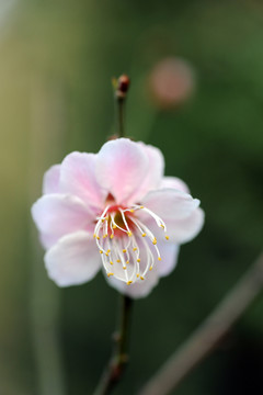 梅花