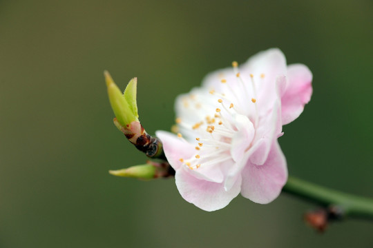 梅花