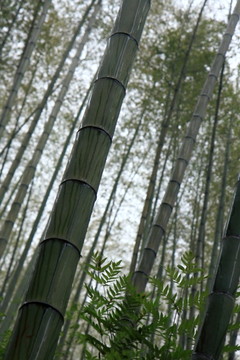 江蘇 宜興 戶外 竹海風(fēng)景區(qū)