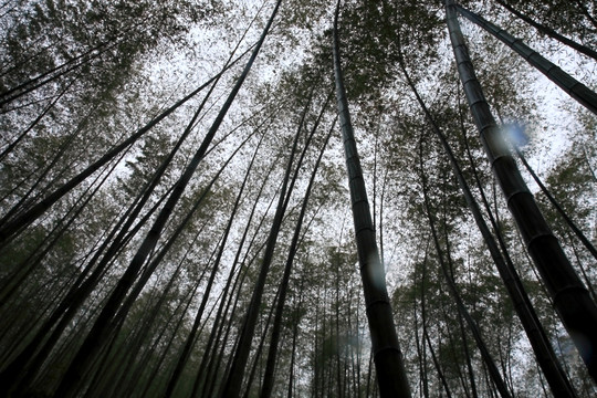 江蘇 宜興 戶外 竹海風景區(qū)