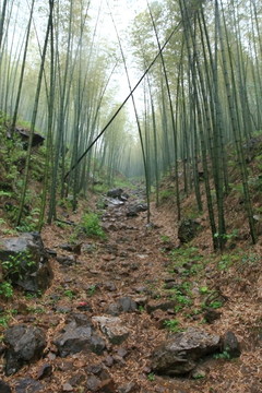 江蘇 宜興 戶外 竹海風景區(qū)