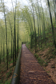 江蘇 宜興 戶外 竹海風(fēng)景區(qū)