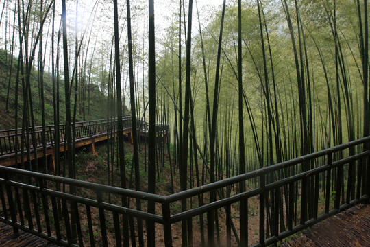 江蘇 宜興 戶外 竹海風(fēng)景區(qū)