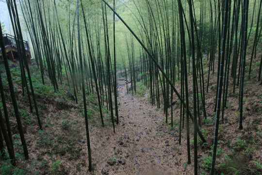 江蘇 宜興 戶外 竹海風(fēng)景區(qū)