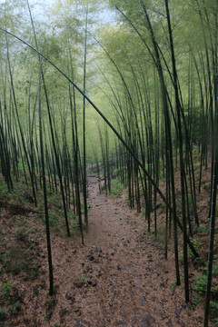 江蘇 宜興 戶(hù)外 竹海風(fēng)景區(qū)