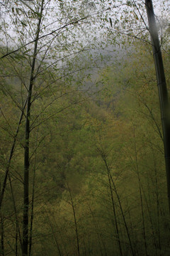 江蘇 宜興 戶外 竹海風(fēng)景區(qū)