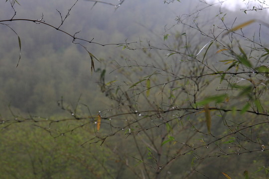 江蘇 宜興 戶外 竹海風景區(qū)