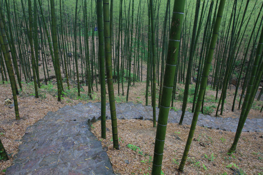 江蘇 宜興 戶外 竹海風(fēng)景區(qū)