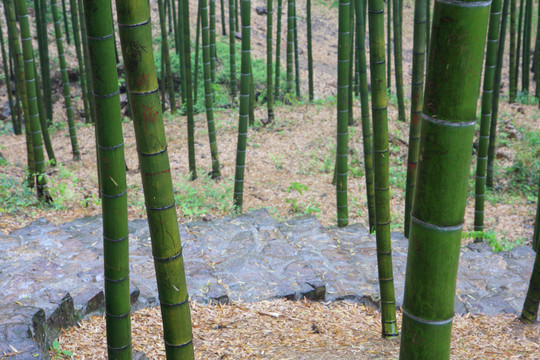 江蘇 宜興 戶外 竹海風(fēng)景區(qū)